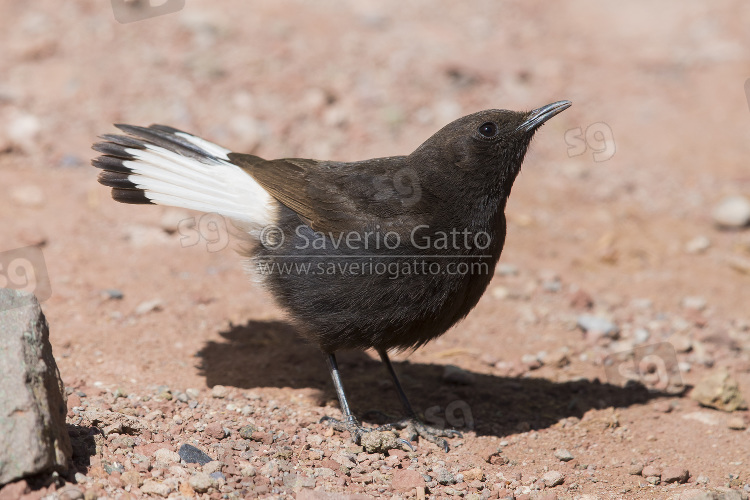 Monachella nera, adulto posato sul terreno